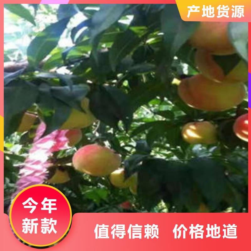桃树苗-梨树苗支持批发零售