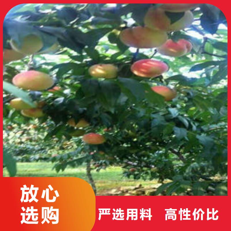 桃树苗-板栗苗源头厂源头货