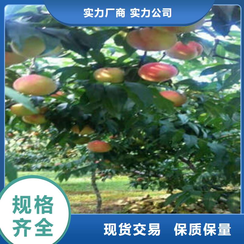 桃树苗_梨树苗应用领域