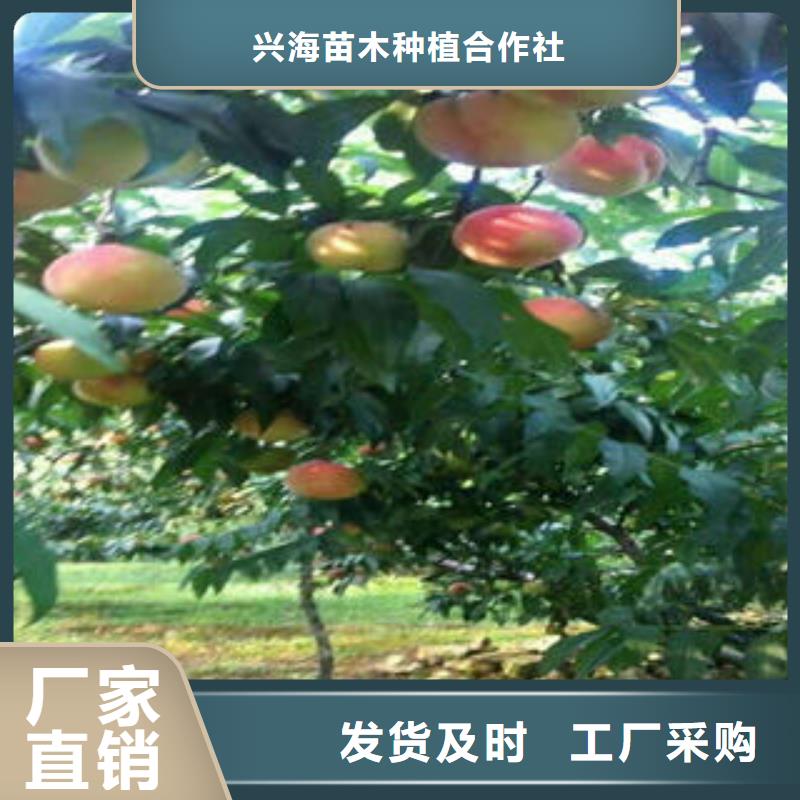 蓝莓苗视频-蓝莓苗-四川省凉山市会东|喜德|宜宾|绵阳|甘孜|广元|南充|遂宁|德阳(同城)厂家