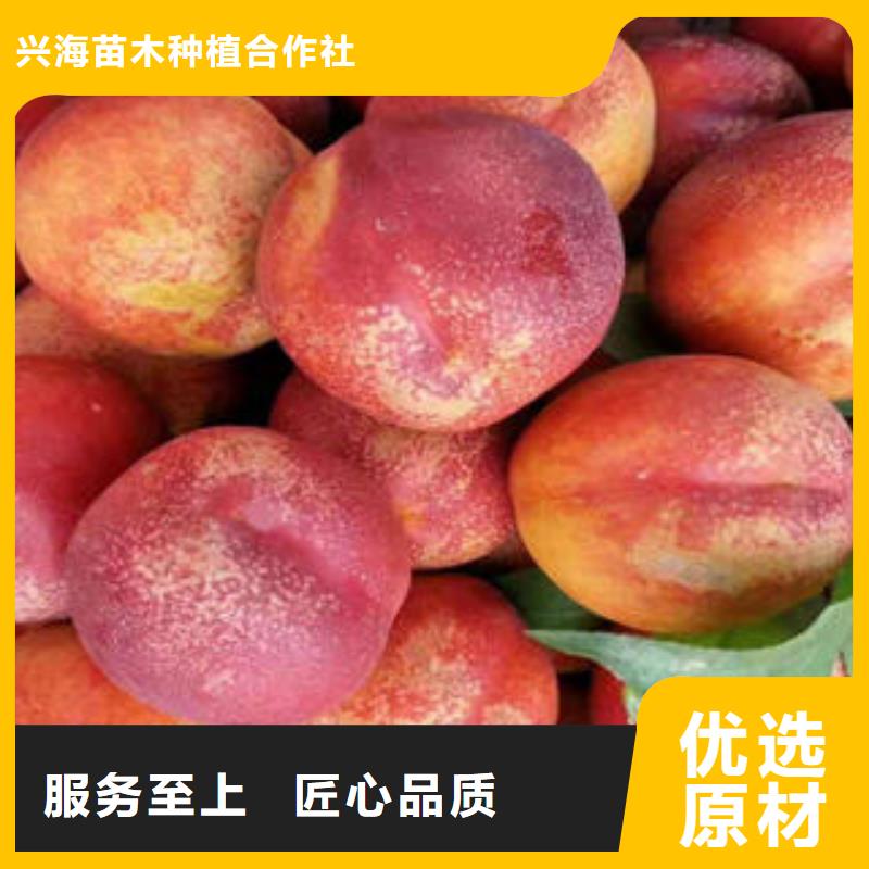 蓝莓苗视频-蓝莓苗(兴海)覆盖地域广东省云浮市云城|云安|河源|揭阳|潮州|江门|湛江