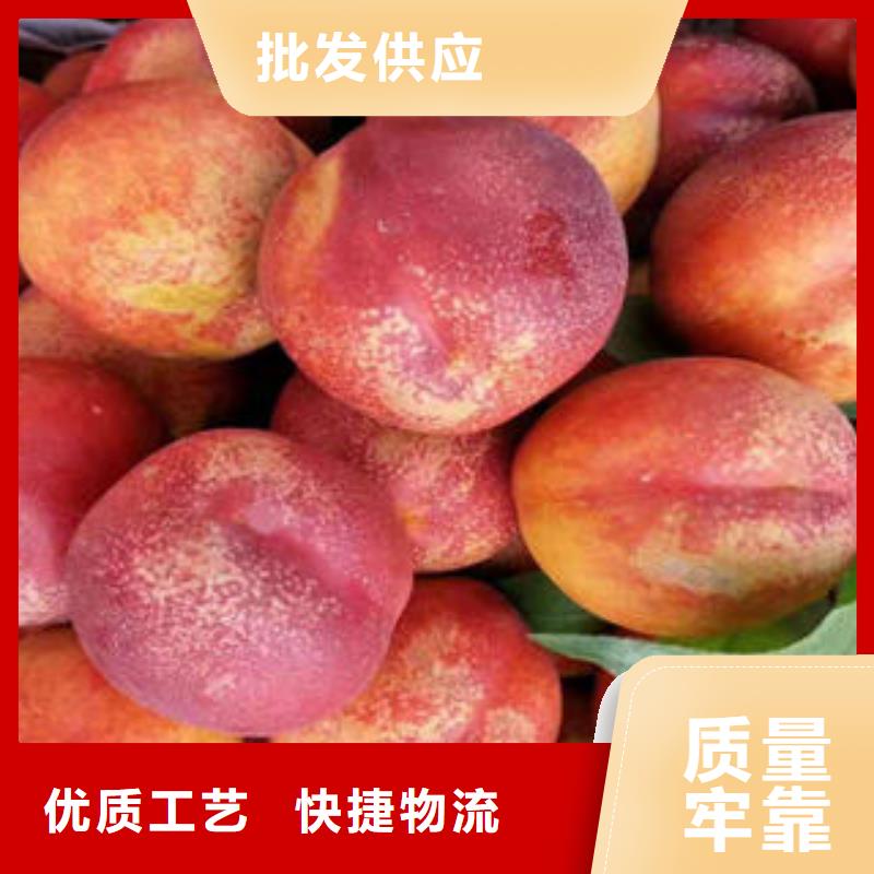 蓝莓苗-视频-蓝莓苗|山东省淄博市|博山|淄川|威海|东营|烟台|青岛|济南|菏泽