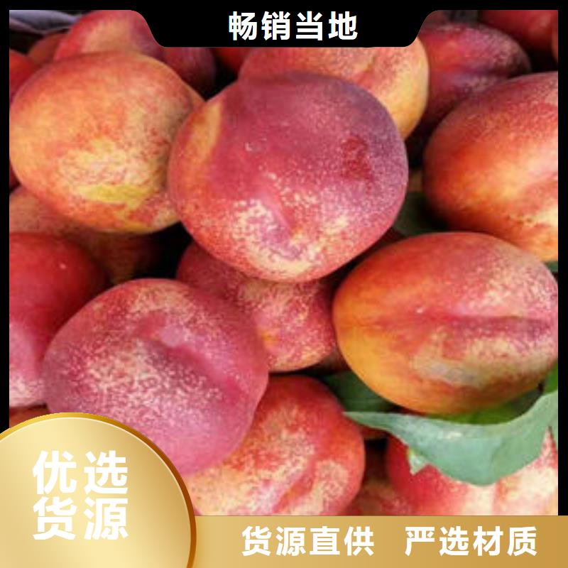 蓝莓苗视频-蓝莓苗-四川省凉山市会东|喜德|宜宾|绵阳|甘孜|广元|南充|遂宁|德阳(同城)厂家