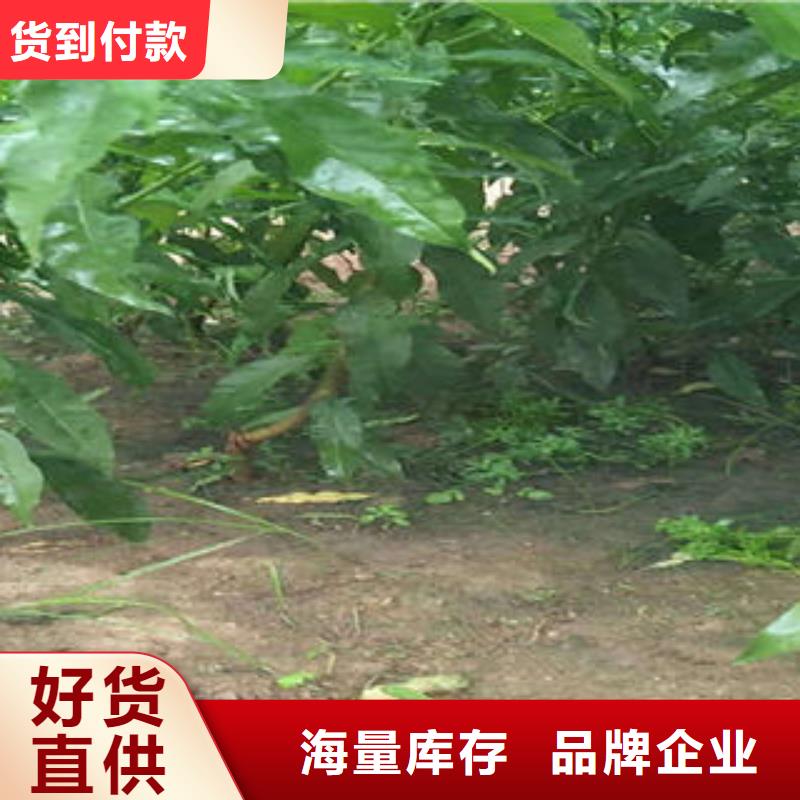 桃树苗板栗苗不断创新