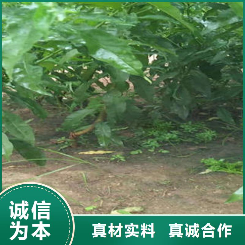 桃树苗-葡萄苗一站式服务