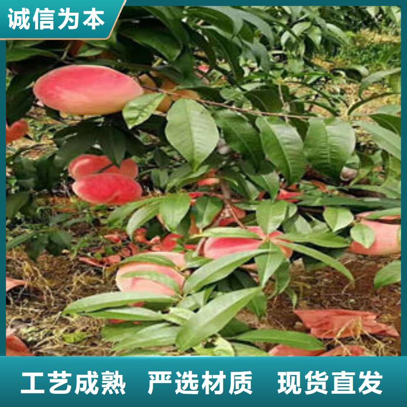 桃树苗板栗苗现货直供