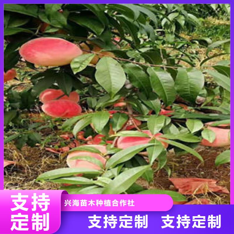 蓝莓苗视频-蓝莓苗(兴海)覆盖地域广东省云浮市云城|云安|河源|揭阳|潮州|江门|湛江