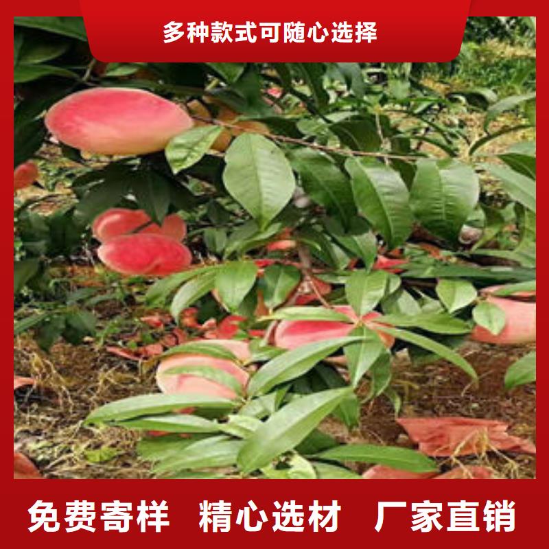 蓝莓苗视频-蓝莓苗-四川省凉山市会东|喜德|宜宾|绵阳|甘孜|广元|南充|遂宁|德阳(同城)厂家