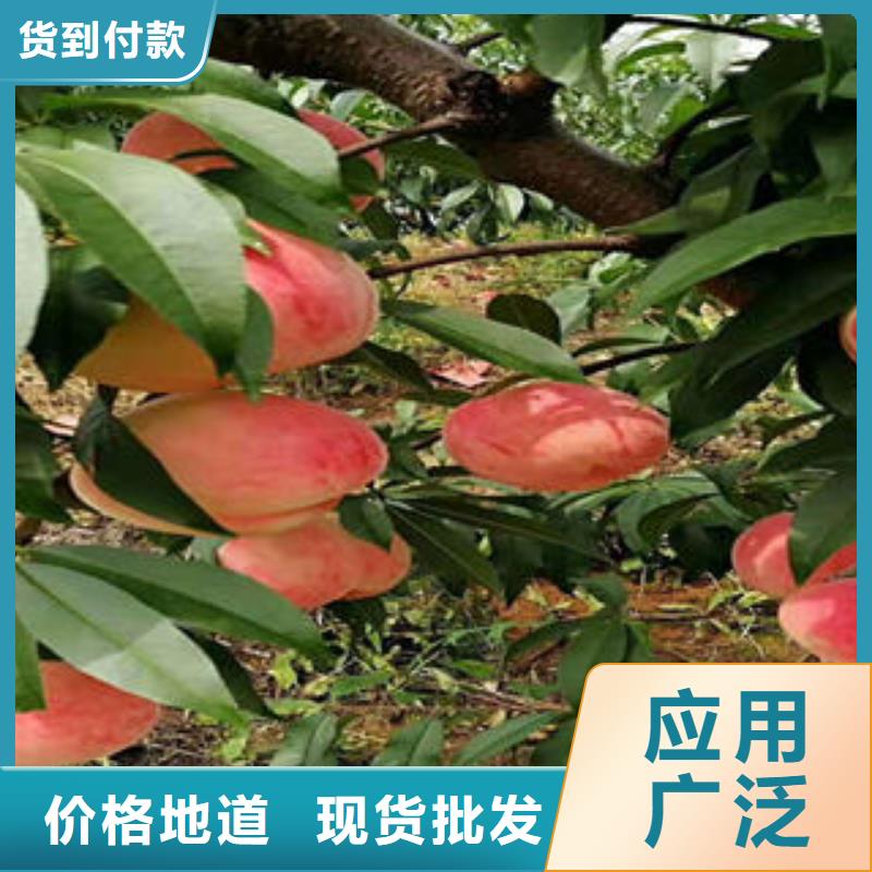桃树苗-板栗苗源头厂源头货