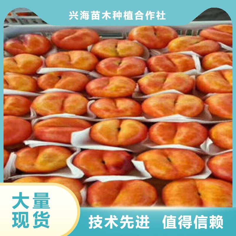 蓝莓苗视频-蓝莓苗-四川省凉山市会东|喜德|宜宾|绵阳|甘孜|广元|南充|遂宁|德阳(同城)厂家