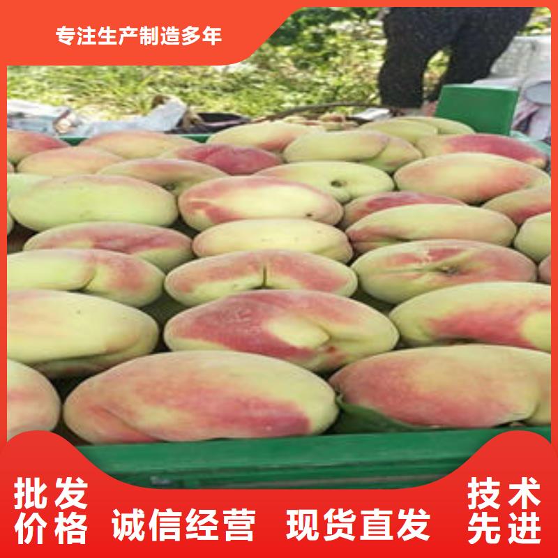 蓝莓苗视频-蓝莓苗-四川省凉山市会东|喜德|宜宾|绵阳|甘孜|广元|南充|遂宁|德阳(同城)厂家