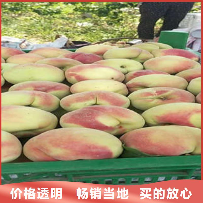 桃树苗_梨树苗应用领域