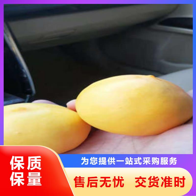桃树苗【核桃苗】定制速度快工期短