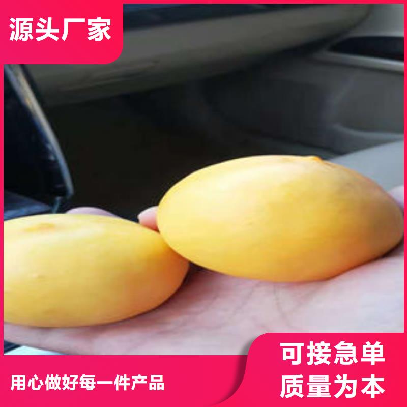 蓝莓苗视频-蓝莓苗(兴海)覆盖地域广东省云浮市云城|云安|河源|揭阳|潮州|江门|湛江