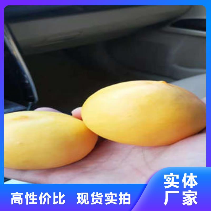 蓝莓苗视频-蓝莓苗-四川省凉山市会东|喜德|宜宾|绵阳|甘孜|广元|南充|遂宁|德阳(同城)厂家