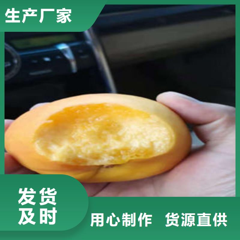 桃树苗【核桃苗】定制速度快工期短