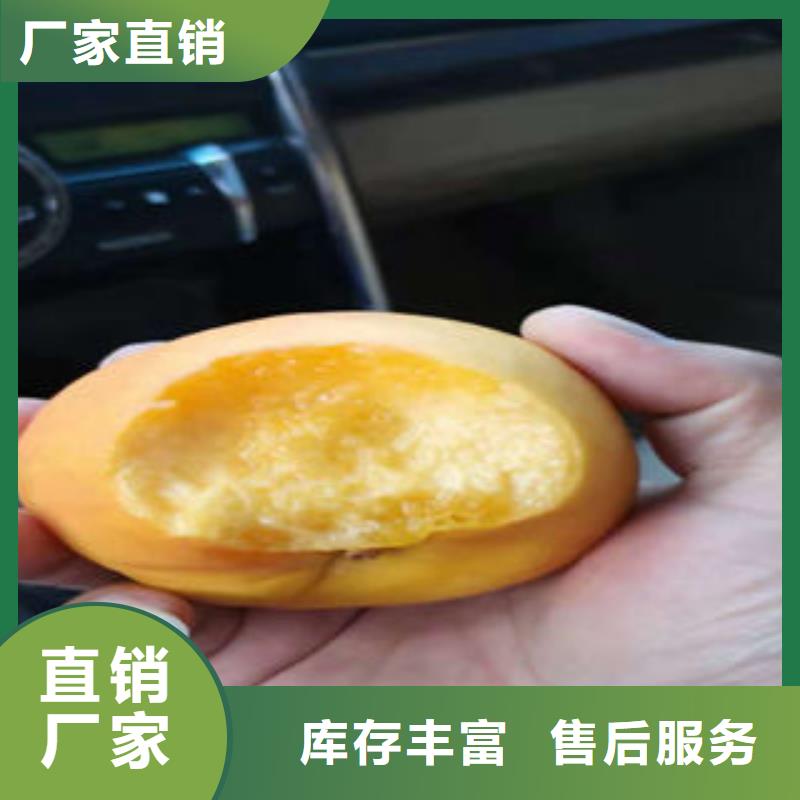 蓝莓苗视频-蓝莓苗(兴海)覆盖地域广东省云浮市云城|云安|河源|揭阳|潮州|江门|湛江