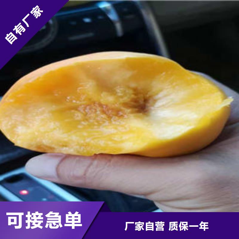 蓝莓苗-视频-蓝莓苗|山东省淄博市|博山|淄川|威海|东营|烟台|青岛|济南|菏泽