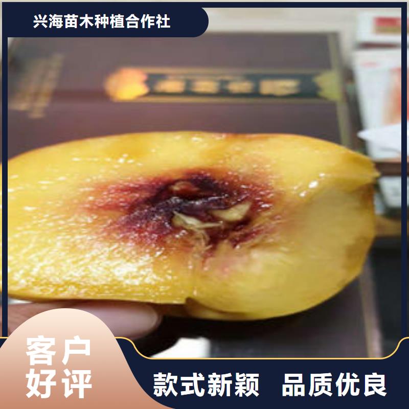桃树苗-板栗苗源头厂源头货