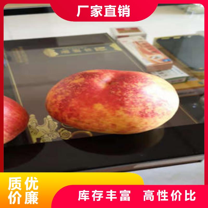 蓝莓苗-视频-蓝莓苗|山东省淄博市|博山|淄川|威海|东营|烟台|青岛|济南|菏泽