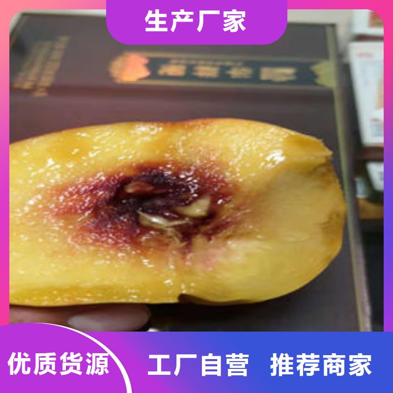 蓝莓苗视频-蓝莓苗(兴海)覆盖地域广东省云浮市云城|云安|河源|揭阳|潮州|江门|湛江