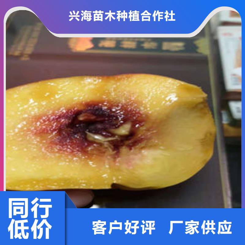 桃树苗-板栗苗源头厂源头货