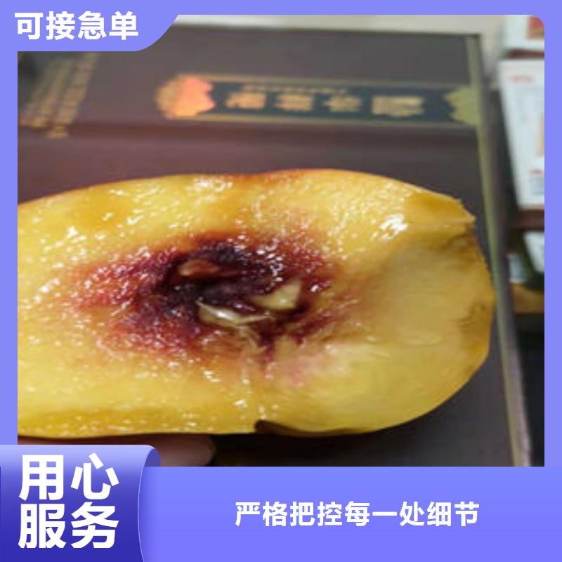 蓝莓苗视频-蓝莓苗-四川省凉山市会东|喜德|宜宾|绵阳|甘孜|广元|南充|遂宁|德阳(同城)厂家