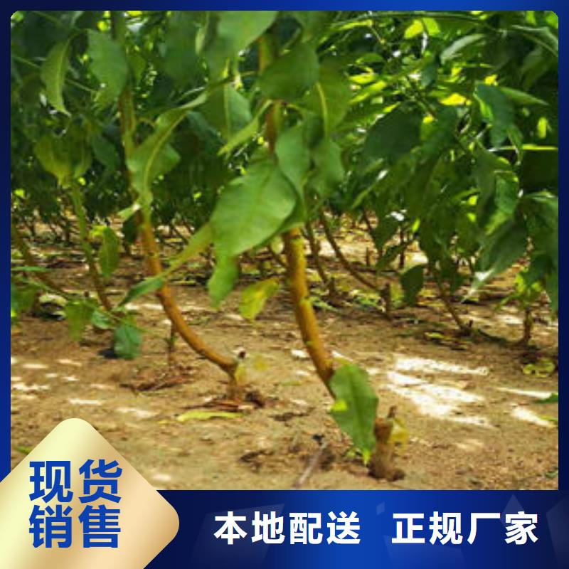 桃树苗-板栗苗源头厂源头货