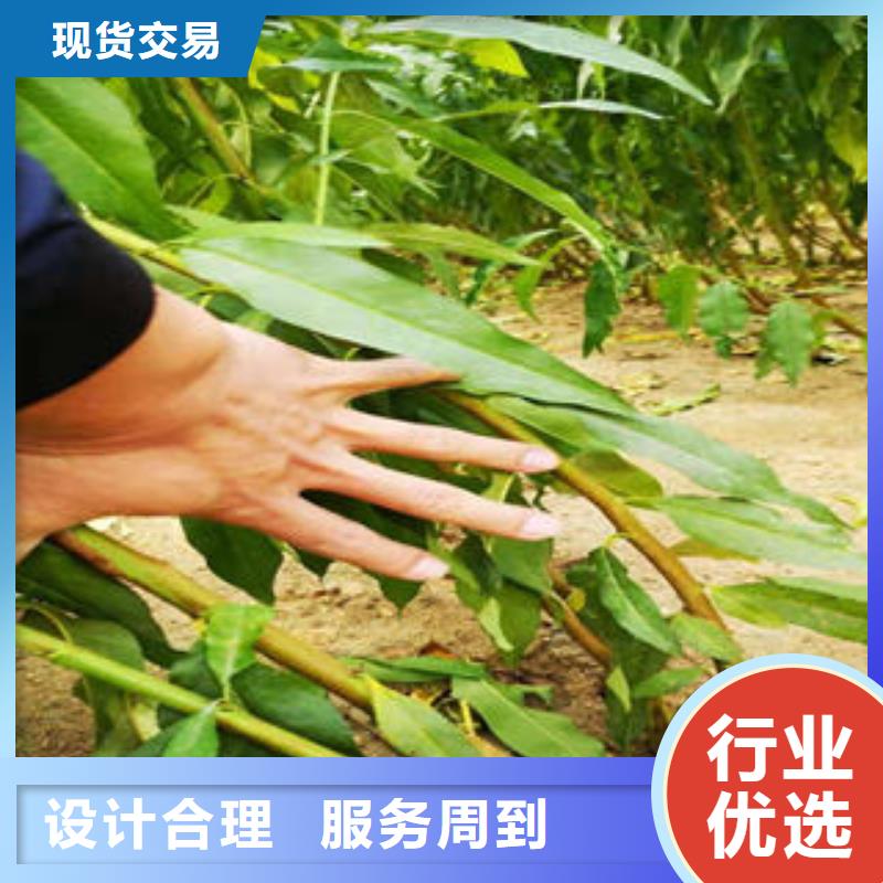 桃树苗【核桃苗】定制速度快工期短