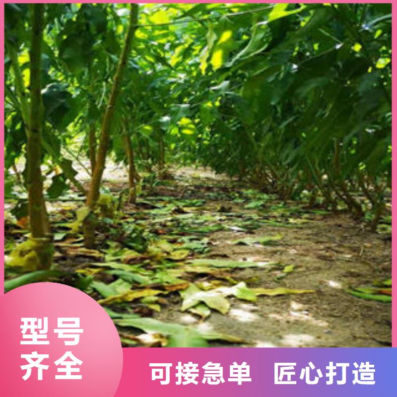 桃树苗花椒苗精选货源