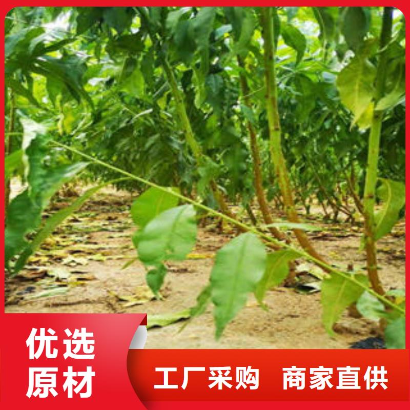 桃树苗花椒苗精选货源