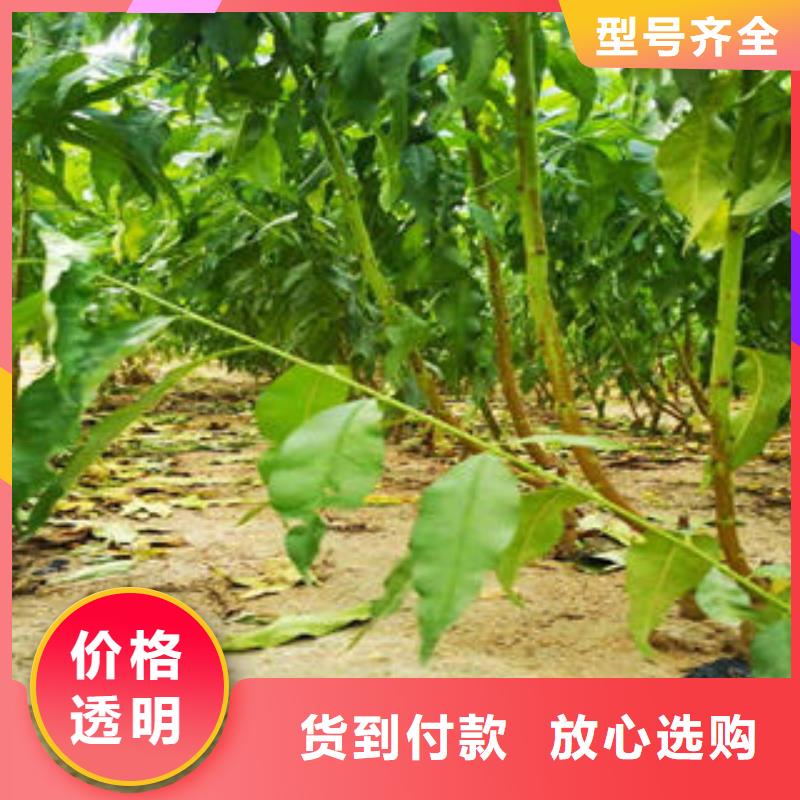 蓝莓苗视频-蓝莓苗(兴海)覆盖地域广东省云浮市云城|云安|河源|揭阳|潮州|江门|湛江