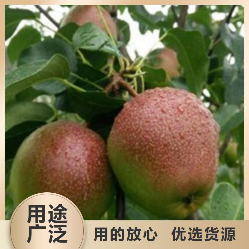 蓝莓苗视频-四川省广元市兴海蓝莓苗可服务区域旺苍|朝天|南充|攀枝花|资阳|泸州|广安|内江等