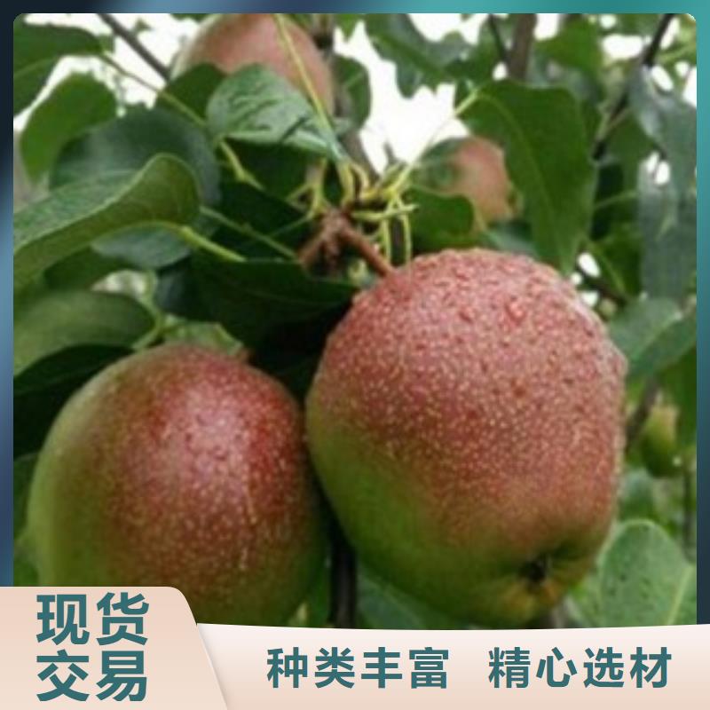 蓝莓苗-视频-蓝莓苗|德宏市|梁河|盈江|普洱|怒江|昆明|楚雄