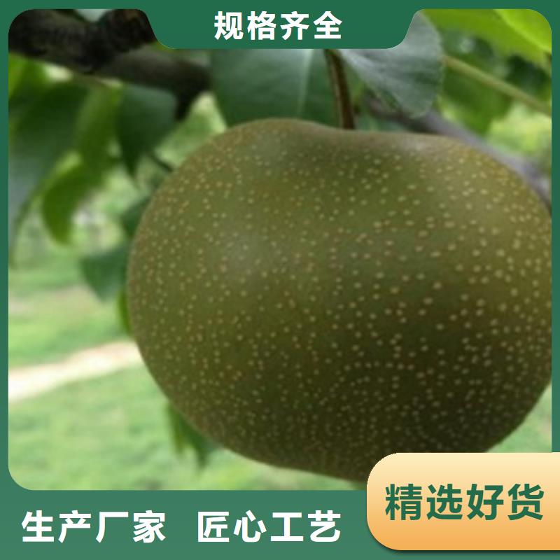 蓝莓苗视频-四川省广元市兴海蓝莓苗可服务区域旺苍|朝天|南充|攀枝花|资阳|泸州|广安|内江等