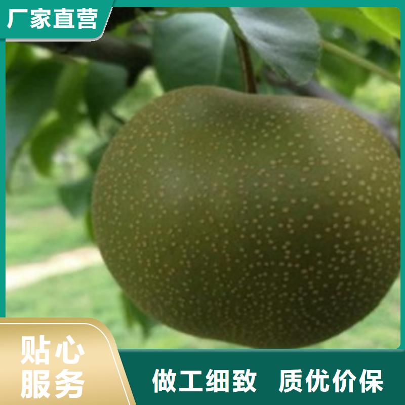 蓝莓苗-视频-蓝莓苗-河南省安阳市龙安|内黄|新乡|信阳|平顶山|鹤壁|洛阳同城厂家