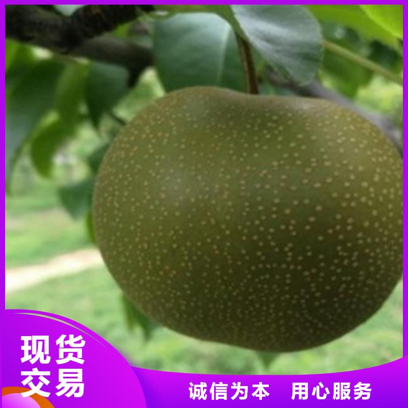 蓝莓苗-视频-蓝莓苗|德宏市|梁河|盈江|普洱|怒江|昆明|楚雄