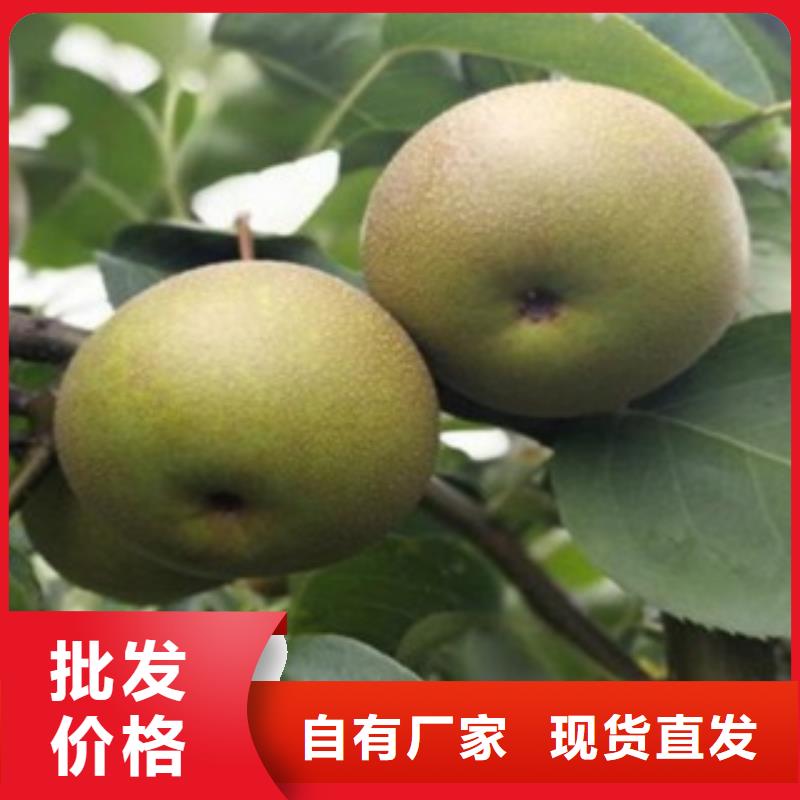 蓝莓苗视频-四川省广元市兴海蓝莓苗可服务区域旺苍|朝天|南充|攀枝花|资阳|泸州|广安|内江等