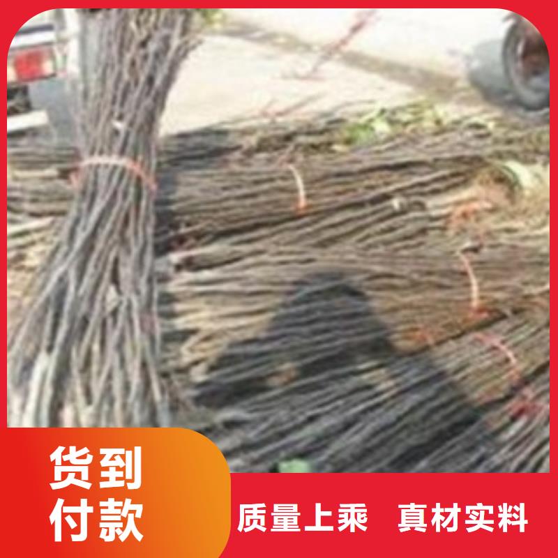 蓝莓苗-视频-蓝莓苗-河南省安阳市龙安|内黄|新乡|信阳|平顶山|鹤壁|洛阳同城厂家