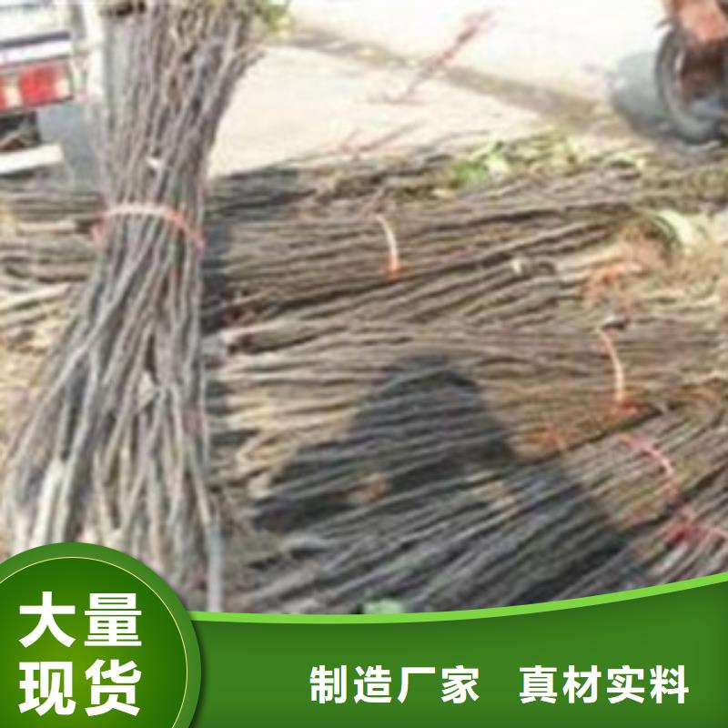 【梨树苗_桃树苗品牌大厂家】