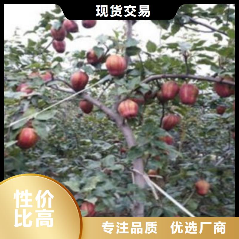 蓝莓苗-视频-蓝莓苗|德宏市|梁河|盈江|普洱|怒江|昆明|楚雄