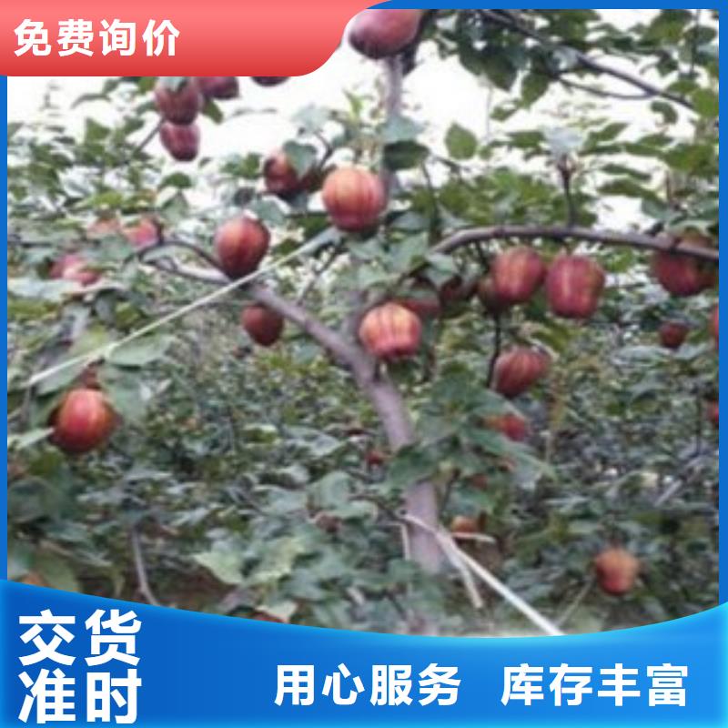 蓝莓苗-视频-蓝莓苗-河南省安阳市龙安|内黄|新乡|信阳|平顶山|鹤壁|洛阳同城厂家