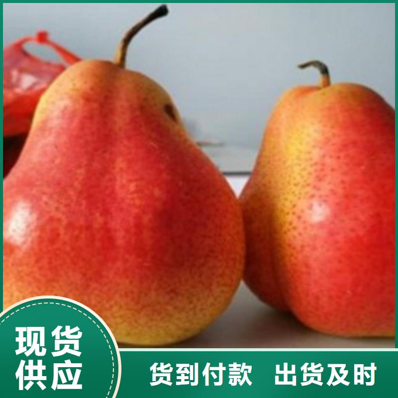 蓝莓苗-视频-蓝莓苗|德宏市|梁河|盈江|普洱|怒江|昆明|楚雄