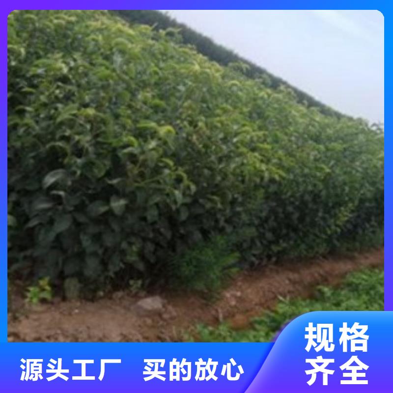 蓝莓苗视频-四川省广元市兴海蓝莓苗可服务区域旺苍|朝天|南充|攀枝花|资阳|泸州|广安|内江等