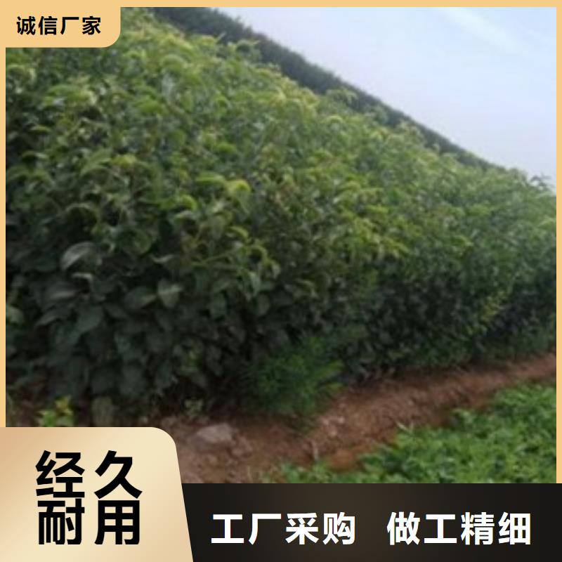 蓝莓苗-视频-蓝莓苗|德宏市|梁河|盈江|普洱|怒江|昆明|楚雄