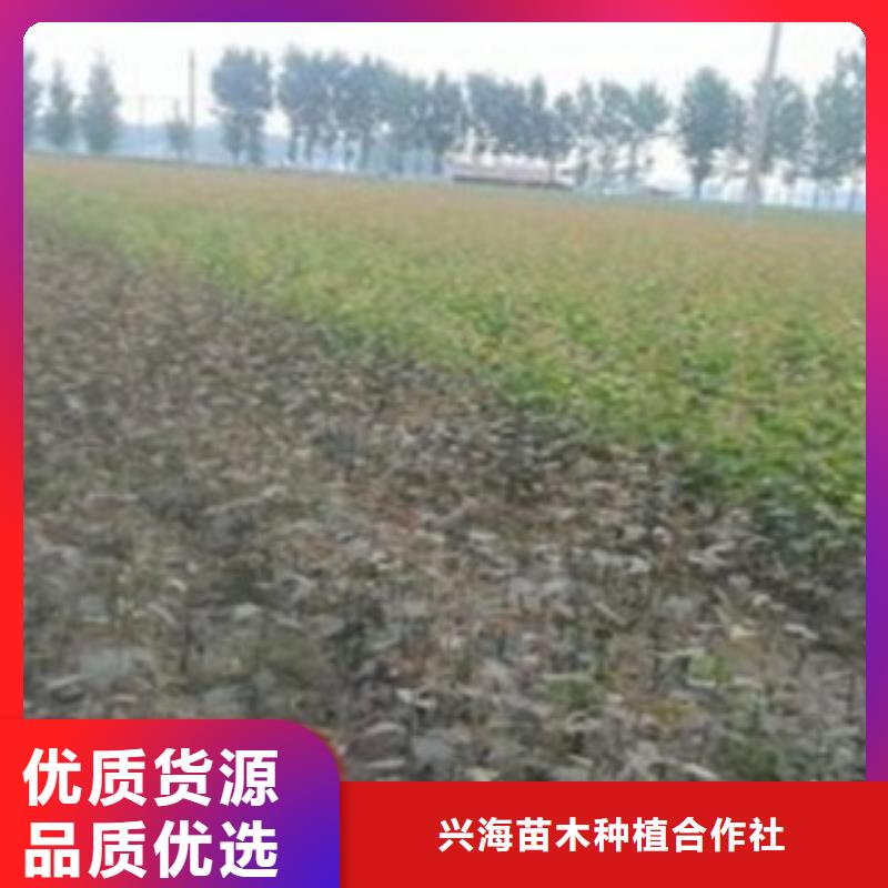 蓝莓苗视频-四川省广元市兴海蓝莓苗可服务区域旺苍|朝天|南充|攀枝花|资阳|泸州|广安|内江等