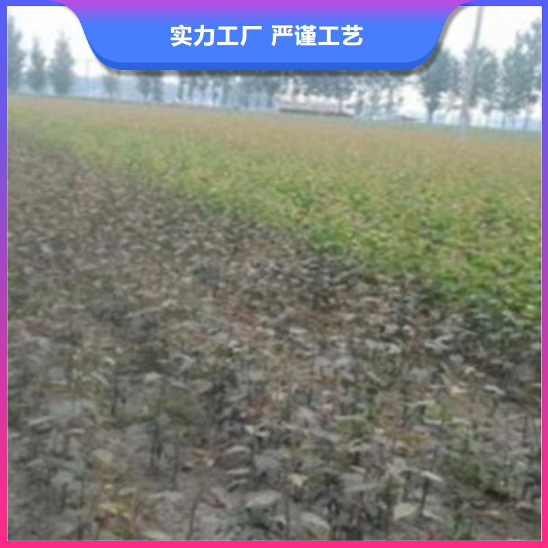 梨树苗桃树苗符合行业标准