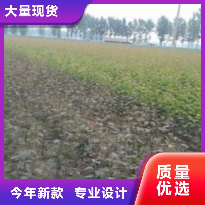 梨树苗厂家实力大