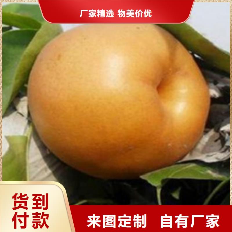 梨树苗桃树苗自营品质有保障