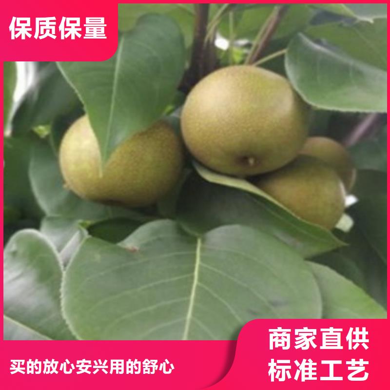 蓝莓苗-视频-蓝莓苗|德宏市|梁河|盈江|普洱|怒江|昆明|楚雄